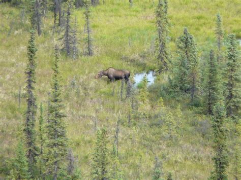 Ugly Moose Denali National Park Flickr Photo Sharing