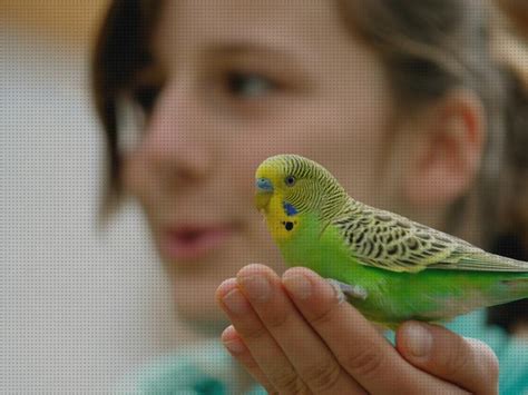 Los Mejores Pajaro Para Mascotas Mes Gu A Definitiva