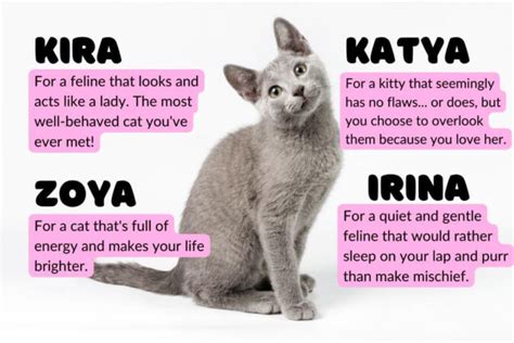 Russian Cat Names With Meanings for Your Koshka - PetsTime