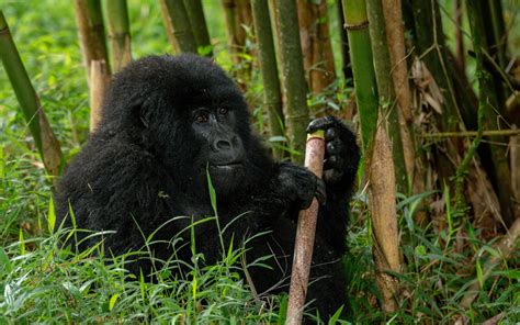 3 Day Mgahinga Gorilla And Golden Monkey Trekking Safari Lifetime