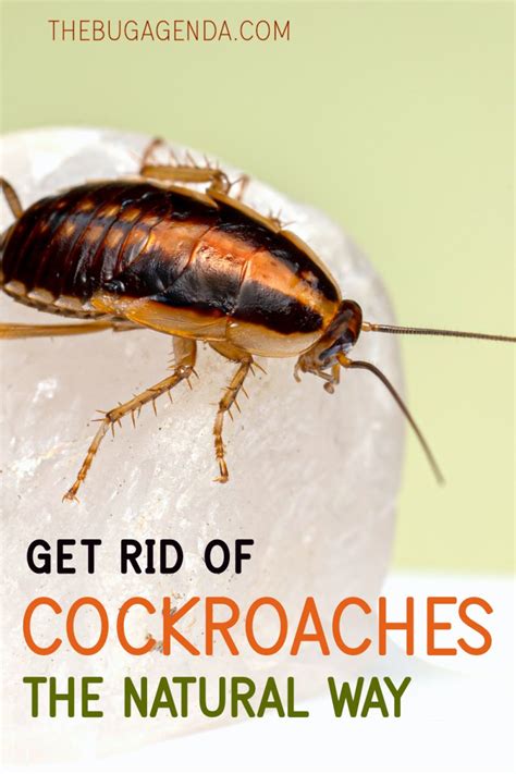 6 Natural Ways To Get Rid Of Cockroaches The Bug Agenda