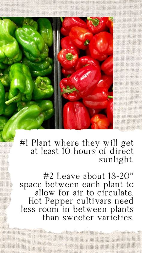 10 Tips for Growing Peppers | Winter Vegetable Gardening