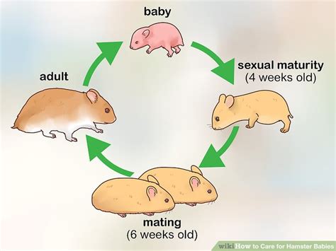 How to Care for Hamster Babies (with Pictures) - wikiHow