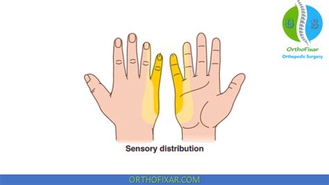 Ulnar Nerve Anatomy And Function Orthofixar 2025