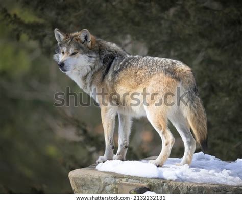 838 Wolf Full Body Images, Stock Photos, 3D objects, & Vectors | Shutterstock