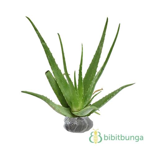 Jual Tanaman Lidah Buaya Aloe Vera