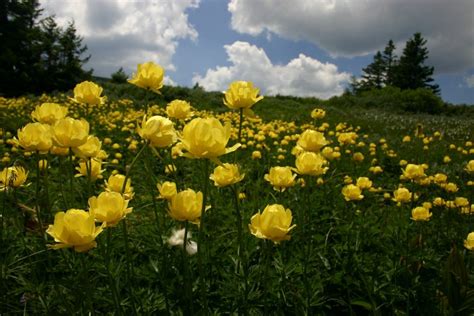 Vitosha Mountain National Park ⋆ Bulgaria Info Guide