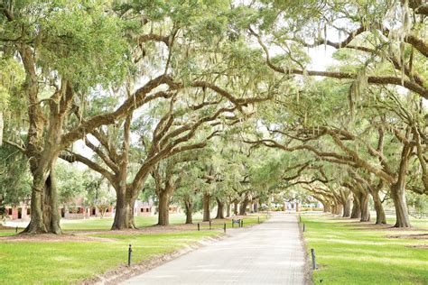 Your Guide to Charleston's Historic Plantations - Explore Charleston Blog