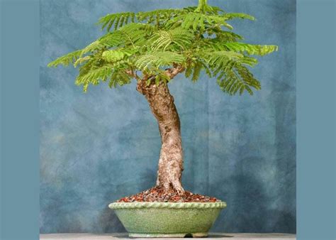 A Green Potted Plant Sitting On Top Of A Table