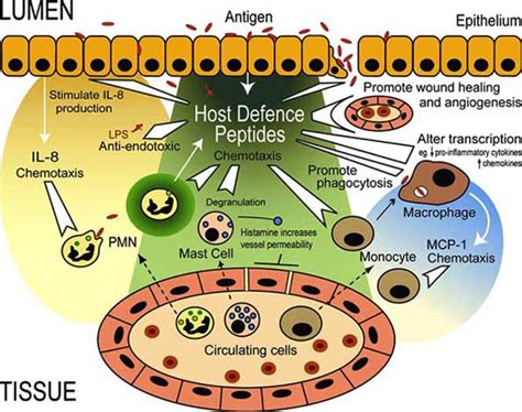 The Role Of Host Defence Peptides In Innate Immunity In Addition To