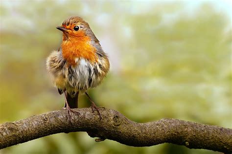 Robin Songbird Plumage Free Photo On Pixabay