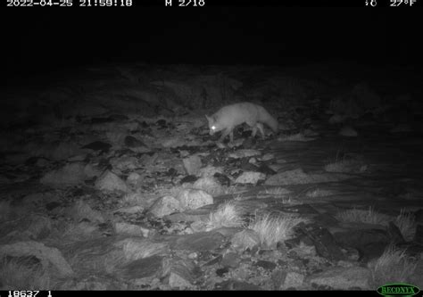 Sierra Nevada Red Fox Detected in the Southern Sierra Nevada - Sierra ...