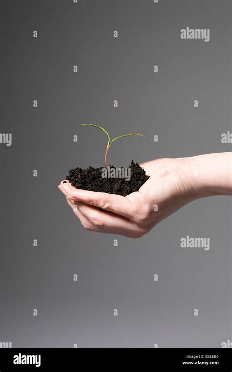 Person Holding Soil And A Sapling Stock Photo Alamy