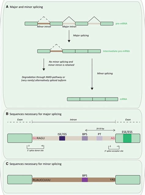 Rna Splicing Circulation Research