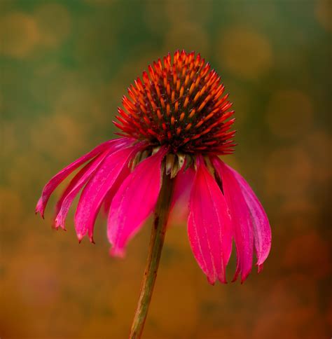 Echinacea Pink Bokeh By Swampglam On Deviantart