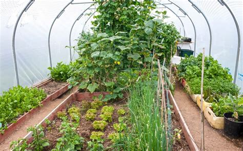 Greenhouse Or Polytunnel A Quick Buyers Guide The Telegraph