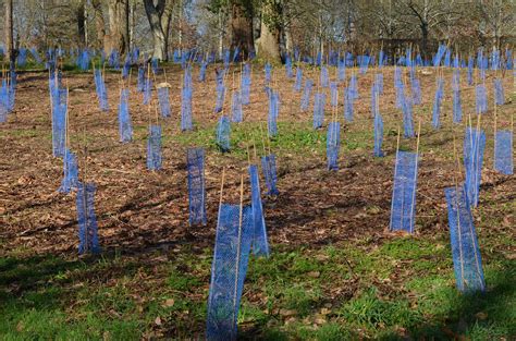 Travaux individuels de restauration et damélioration du bocage