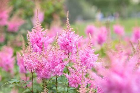 Conoce el astilbe cuidados y uso en floristería Blog Verdecora