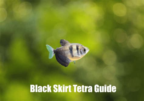 The Ultimate Care Guide For Black Skirt Tetra Tetra Guide Best