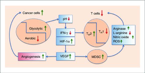 The Cascade Of Effects Resulting From Upregulated Glycolysis And Download Scientific Diagram