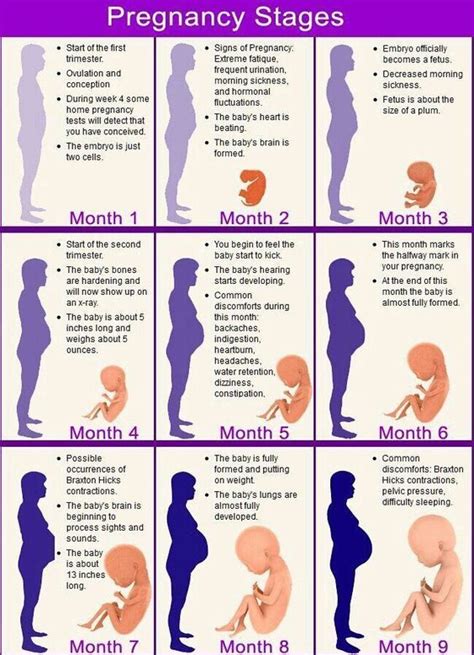 Pregnancy Stages In 9 Months Pregnancy Stages Pregnancy Calendar