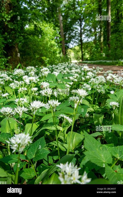 Wild Garlic Allium Ursinum Plant Species From The Allium Genus Stock