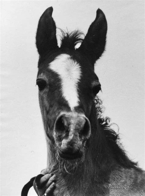 a black and white photo of a horse with long hair on it's face