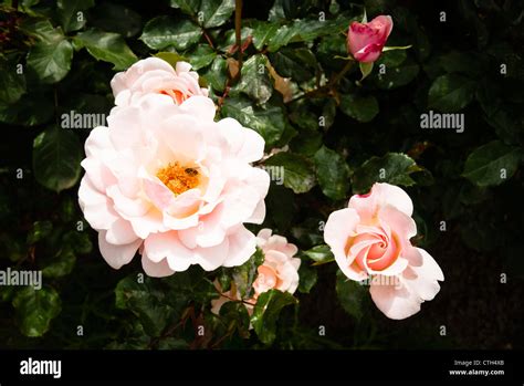 Rosa Valentine Heart June Stock Photo Alamy