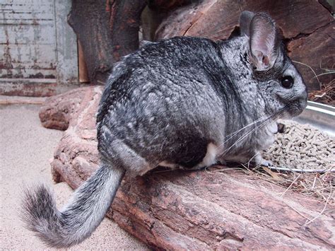 Long-tailed Chinchilla - All Birds Wiki