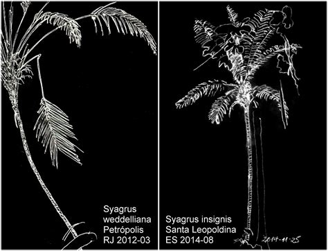 Lytocaryum Syagrus Insignis Vs S Weddellianum DISCUSSING PALM