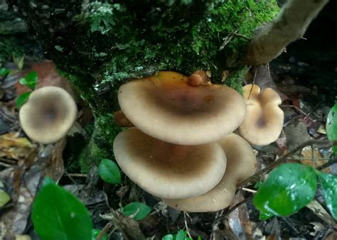 Ghost Fungus From Benandarah NSW 2536 Australia On April 16 2023 At