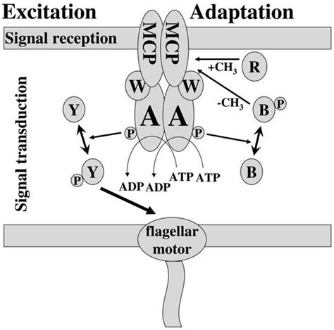 Schematic Illustration Of Basic Chemotactic Signal Transduction