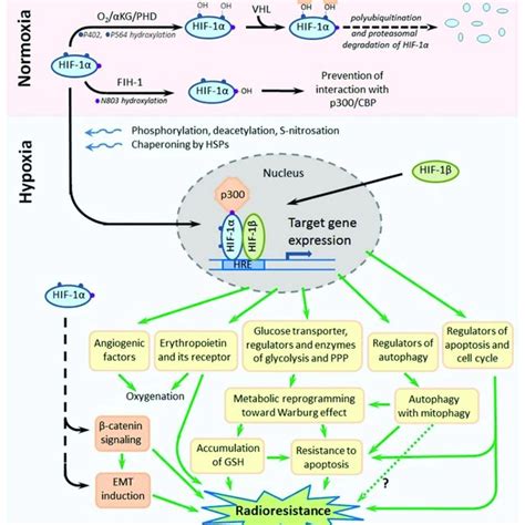 Pdf Hypoxia Induced Cancer Cell Responses Driving Radioresistance Of