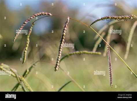 Paspalum grass paspalum dilatatum Banque de photographies et dimages à