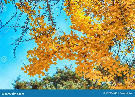 Leaves Of Big Old Ginkgo Tree At Dodong Seowon Dalseonggun Daegu