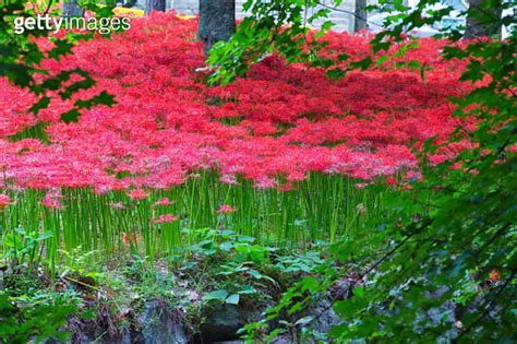 Red Spider Lilies 이미지 1267417459 게티이미지뱅크