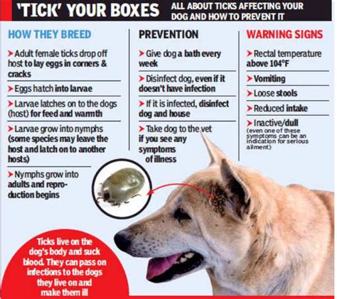 Tick Fever In Dogs: Symptoms, Treatment Prevention