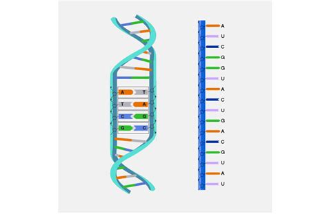 Kh I Ni M Nucleic Acid Vai Tr C A Nucleic Acid