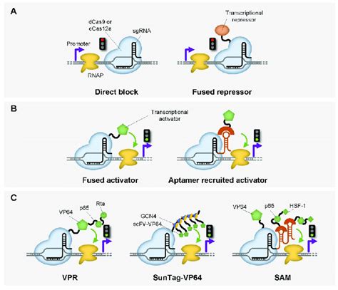 Schematic Representation Of Crispr Based Genetic Switches In