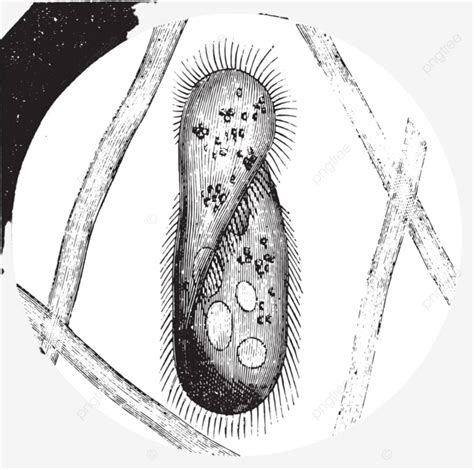 Paramecium Diagram Unlabeled