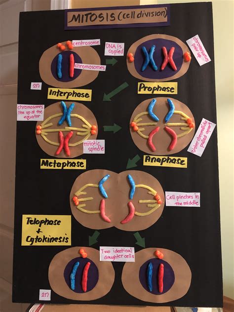 Mitosis Project | Biology projects, Mitosis, Science projects for kids