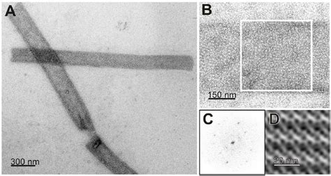 Tem Micrographs Of Negatively Stained Self Assembly Products Of