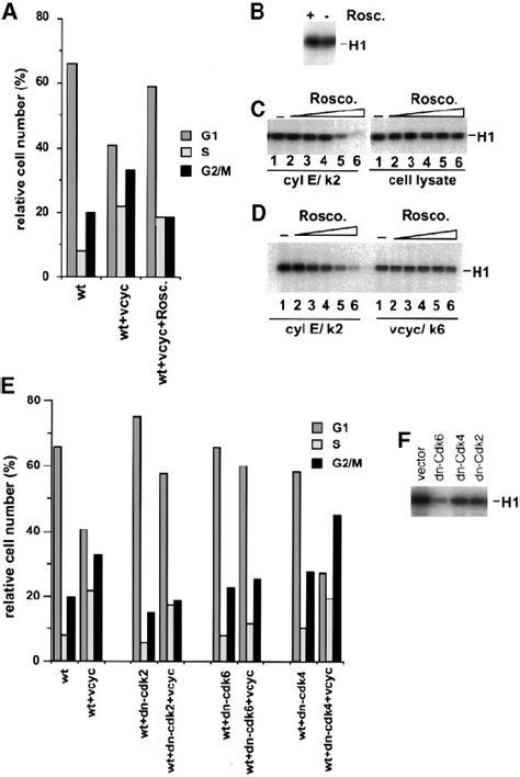 Impairment Of The Kshv Cyc Mediated Cell Cycle Rescue By Roscovitine