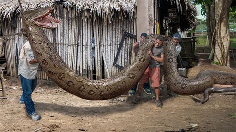 10 Of The Biggest Snakes Ever Seen Youtube