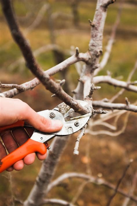 How To Prune Fruit Trees In The Winter Shape Your Trees