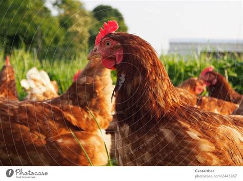 Freilaufende H Hner Auf Einer Wiese Ein Lizenzfreies Stock Foto Von