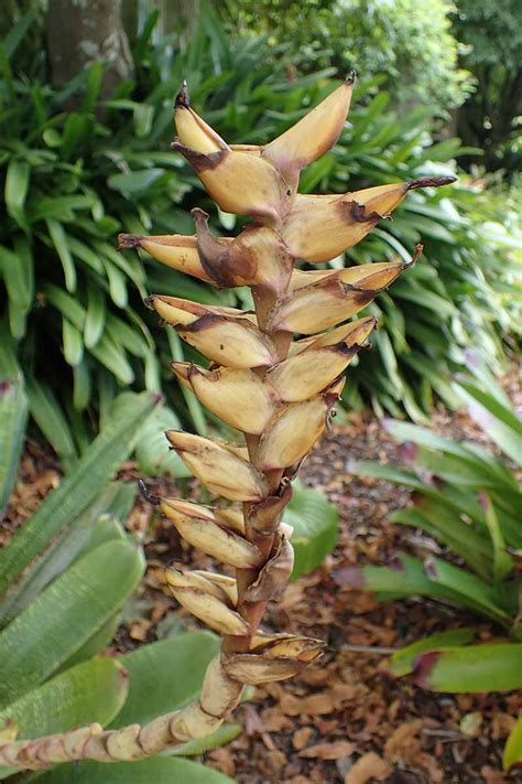 When And How To Propagate Bromeliads Gardeners Path