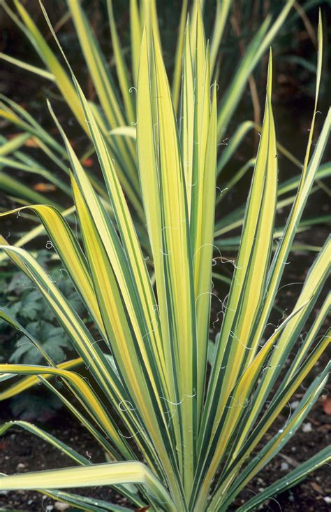 Юкка колор гуард (75 фото) » НА ДАЧЕ ФОТО