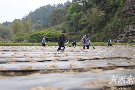 订单农业助农增收 乡村发现 乡村振兴 华声在线