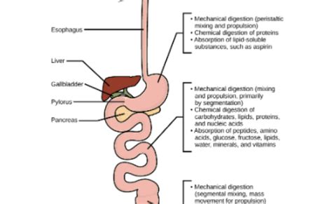 What Is Peristalsis How Does It Help In Digestion Class 11 Biology Cbse Otosection